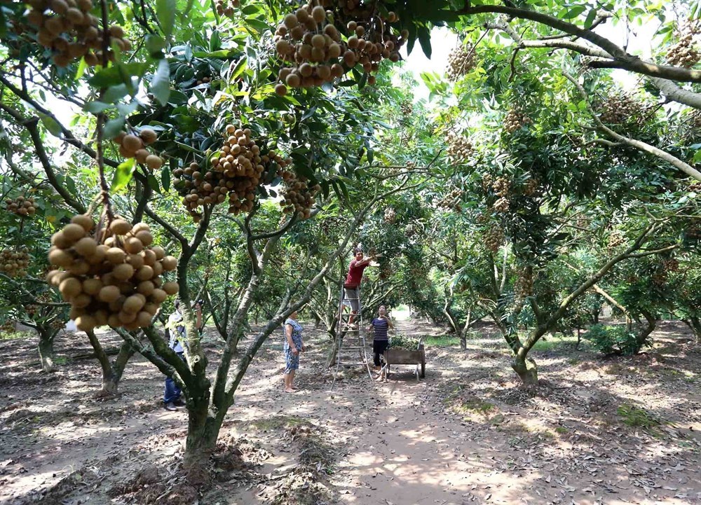 Hung Yen longan fruits during harvest season, social news, vietnamnet bridge, english news, Vietnam news, news Vietnam, vietnamnet news, Vietnam net news, Vietnam latest news, vn news, Vietnam breaking news