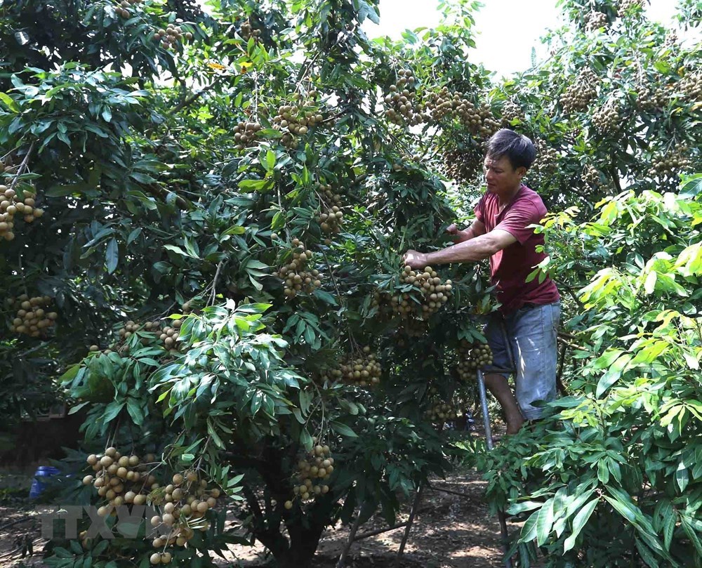 Hung Yen longan fruits during harvest season, social news, vietnamnet bridge, english news, Vietnam news, news Vietnam, vietnamnet news, Vietnam net news, Vietnam latest news, vn news, Vietnam breaking news