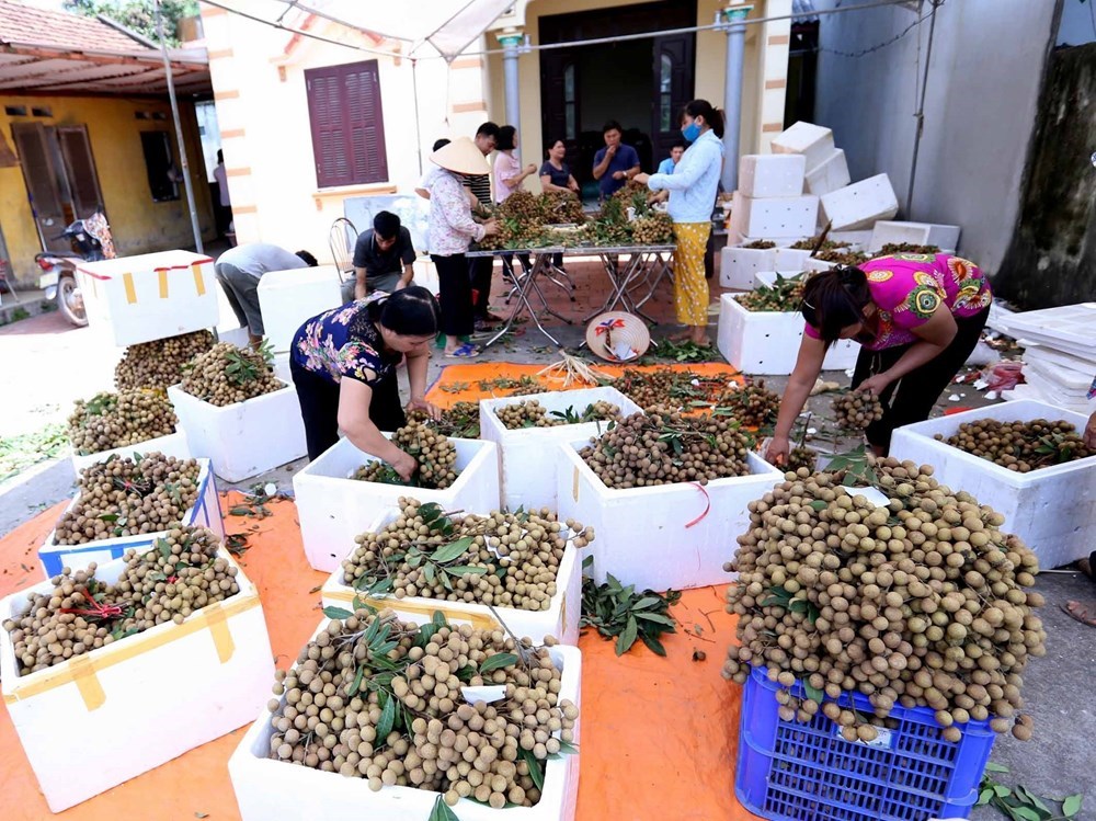 Hung Yen longan fruits during harvest season, social news, vietnamnet bridge, english news, Vietnam news, news Vietnam, vietnamnet news, Vietnam net news, Vietnam latest news, vn news, Vietnam breaking news