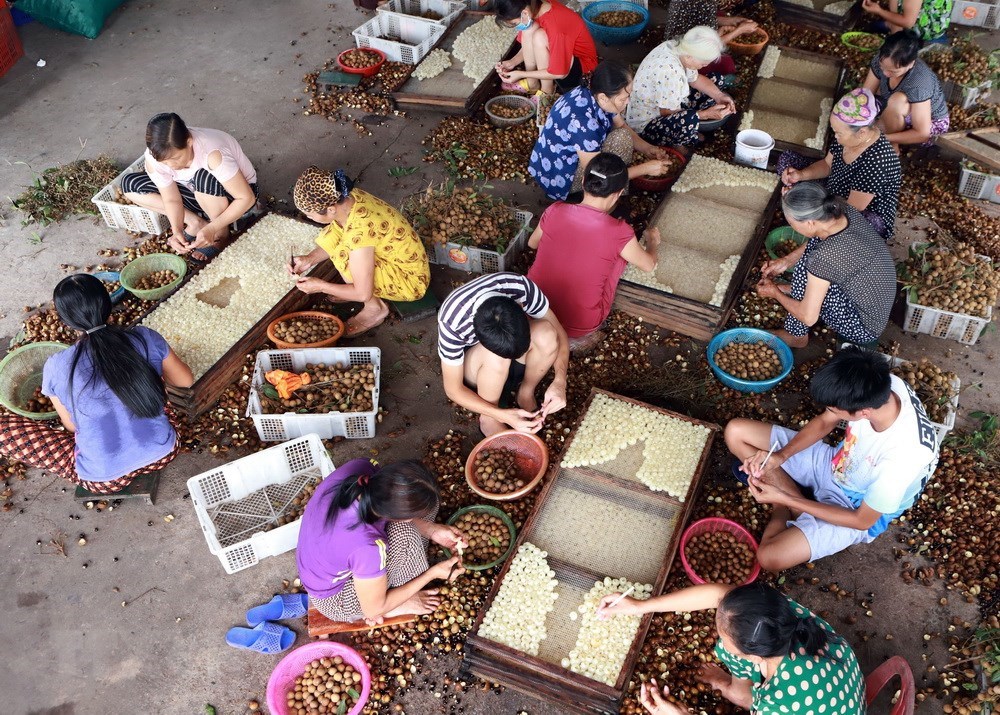 Hung Yen longan fruits during harvest season, social news, vietnamnet bridge, english news, Vietnam news, news Vietnam, vietnamnet news, Vietnam net news, Vietnam latest news, vn news, Vietnam breaking news