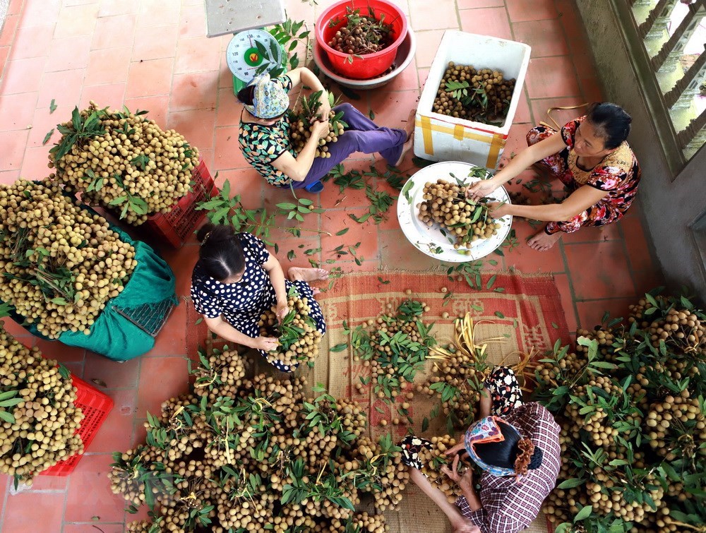 Hung Yen longan fruits during harvest season, social news, vietnamnet bridge, english news, Vietnam news, news Vietnam, vietnamnet news, Vietnam net news, Vietnam latest news, vn news, Vietnam breaking news