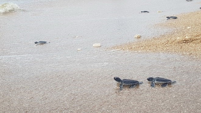 Fewer sea turtles coming inland to lay eggs, Vietnam environment, climate change in Vietnam, Vietnam weather, Vietnam climate, pollution in Vietnam, environmental news, sci-tech news, vietnamnet bridge, english news, Vietnam news, news Vietnam, vietnamnet