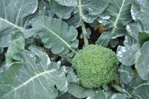 Some vegetables, cabbage, broccoli, kale, can stop cancer