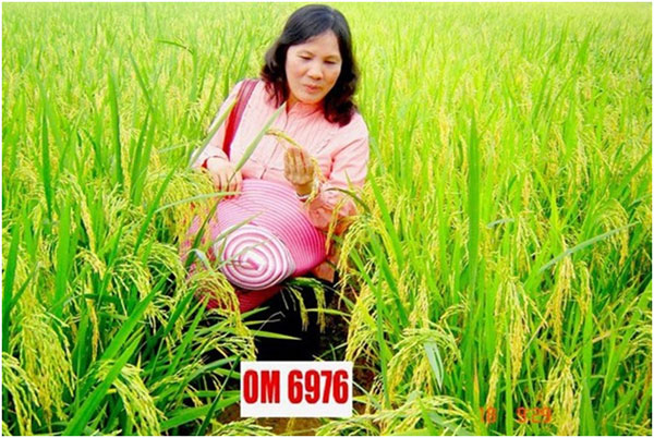 Scientist, create climate change-ready rice, Vietnam economy, Vietnamnet bridge, English news about Vietnam, Vietnam news, news about Vietnam, English news, Vietnamnet news, latest news on Vietnam, Vietnam