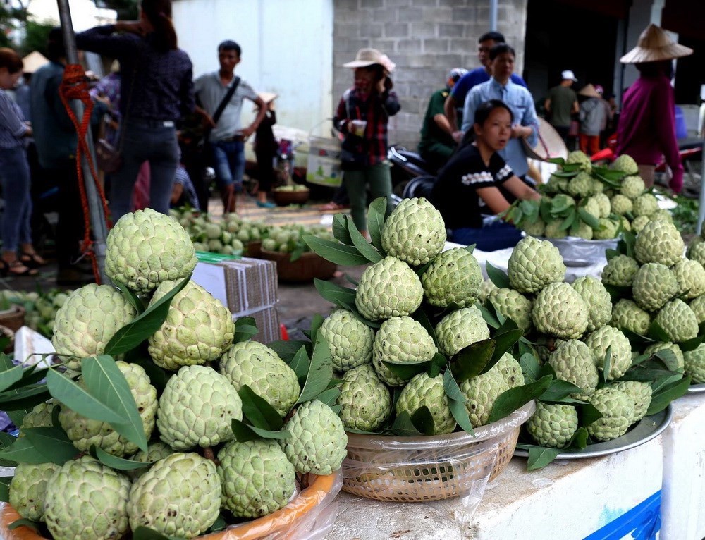 Bumper custard apple season on rocky mountains of Lang Son, social news, vietnamnet bridge, english news, Vietnam news, news Vietnam, vietnamnet news, Vietnam net news, Vietnam latest news, vn news, Vietnam breaking news