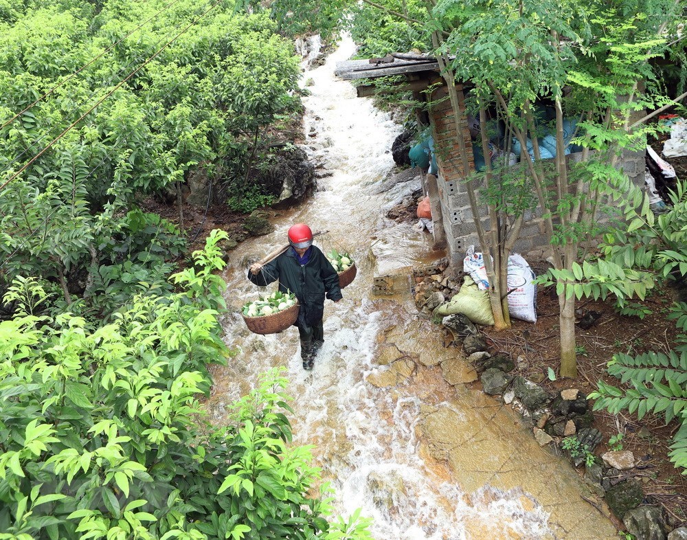 Bumper custard apple season on rocky mountains of Lang Son, social news, vietnamnet bridge, english news, Vietnam news, news Vietnam, vietnamnet news, Vietnam net news, Vietnam latest news, vn news, Vietnam breaking news