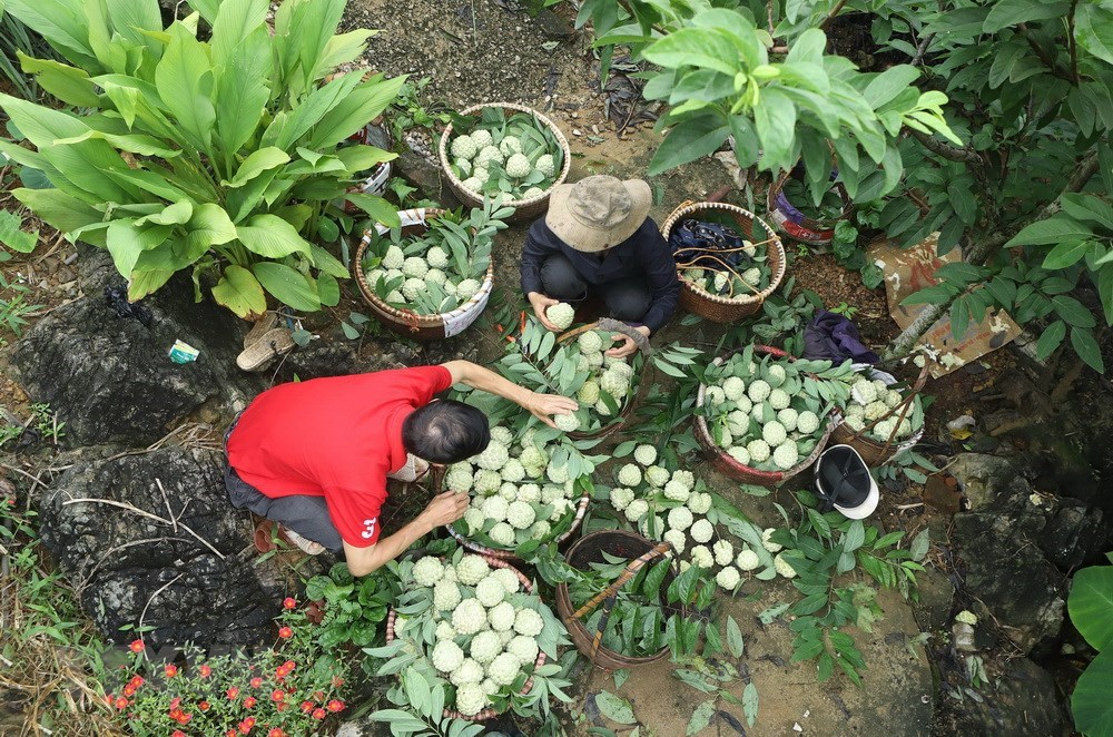 Bumper custard apple season on rocky mountains of Lang Son, social news, vietnamnet bridge, english news, Vietnam news, news Vietnam, vietnamnet news, Vietnam net news, Vietnam latest news, vn news, Vietnam breaking news