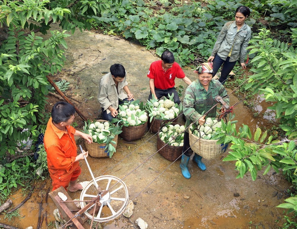 Bumper custard apple season on rocky mountains of Lang Son, social news, vietnamnet bridge, english news, Vietnam news, news Vietnam, vietnamnet news, Vietnam net news, Vietnam latest news, vn news, Vietnam breaking news