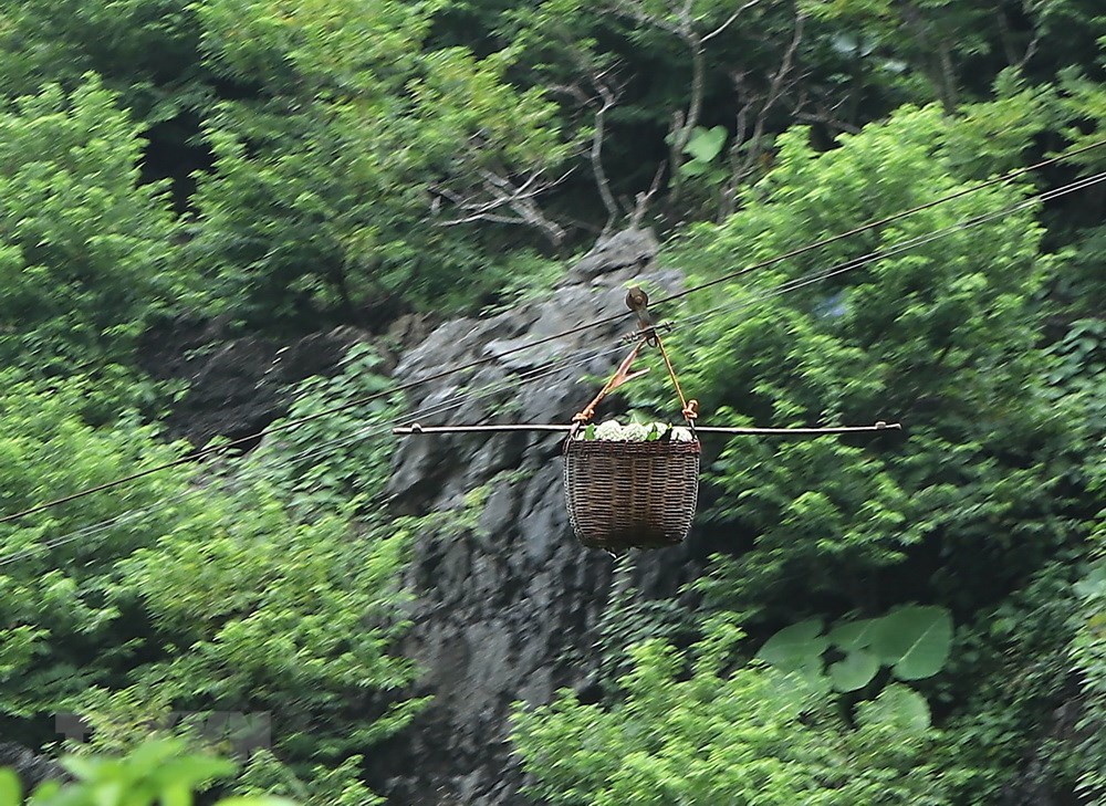 Bumper custard apple season on rocky mountains of Lang Son, social news, vietnamnet bridge, english news, Vietnam news, news Vietnam, vietnamnet news, Vietnam net news, Vietnam latest news, vn news, Vietnam breaking news