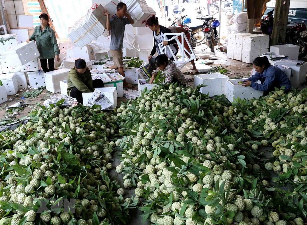 Bumper custard apple season on rocky mountains of Lang Son, social news, vietnamnet bridge, english news, Vietnam news, news Vietnam, vietnamnet news, Vietnam net news, Vietnam latest news, vn news, Vietnam breaking news