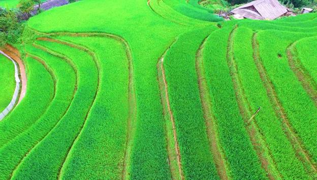 Fansipan in charming rice season, travel news, Vietnam guide, Vietnam airlines, Vietnam tour, tour Vietnam, Hanoi, ho chi minh city, Saigon, travelling to Vietnam, Vietnam travelling, Vietnam travel, vn news