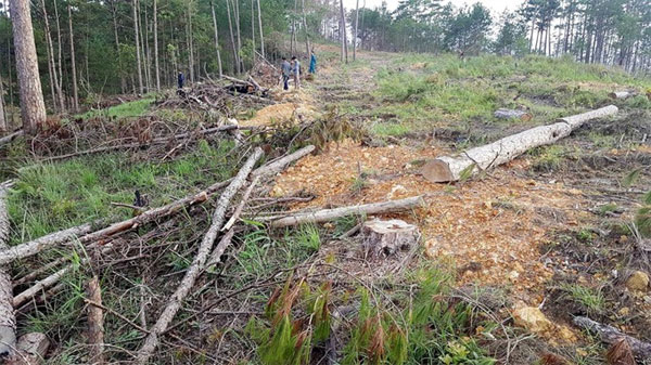 Lam Dong, Phi Lieng protection forest, pine trees, illegally cut down, Vietnam economy, Vietnamnet bridge, English news about Vietnam, Vietnam news, news about Vietnam, English news, Vietnamnet news, latest news on Vietnam, Vietnam