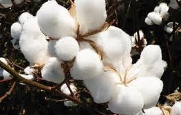 Vietnam’s cotton imports surpass 2 billion USD during Jan-Aug, vietnam economy, business news, vn news, vietnamnet bridge, english news, Vietnam news, news Vietnam, vietnamnet news, vn news, Vietnam net news, Vietnam latest news, Vietnam breaking news